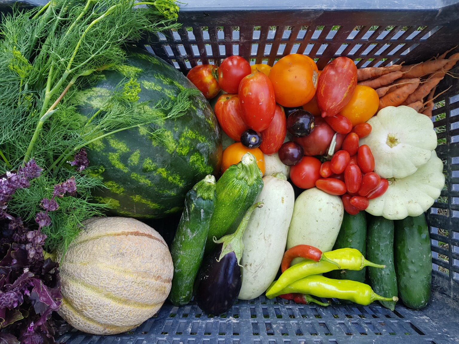 Frissen szedett biotermények ládában